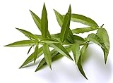 Lemon Verbena Plant - Perennial Herb - Aloysia - 3