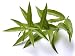 Lemon Verbena Plant - Perennial Herb - Aloysia - Indoors or Out - 4" Pot
