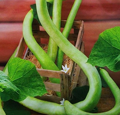 Snake Gourd Seeds - Lagenaria siceraria