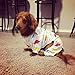 CuteBone Dog Halloween Pajamas Puppy Onesies Small Dogs Soft Pjs Coat Cat Apparel Comfy Pet Christmas Clothes Outfit Doggie Bodysuit PJD04