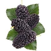 Mulberry Premium Fragrance Oil, 4 Oz. Bottle