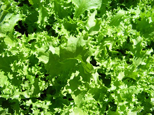 Endive Seed: Salad King Endive Fresh Seed!!!!!!!!!! (400+ seeds)