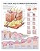 The Skin and Common Disorders Anatomical Chart