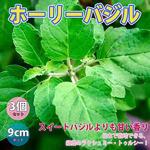 ホーリーバジル ハーブ9cmポット苗 お買い得3個セット 自社農場から新鮮出荷 日本では数品種がホーリーバジルとして販売されていますが アウトレット この品種は日本で栽培できる緑葉のラクシュミー トゥルシー Lakshmi Tulsi で クリュナ は日本では生育が難しい品種です