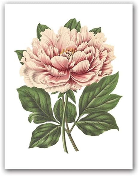 Amazon Co Jp 牡丹フラワープリントピンクツリー牡丹植物イラストポスター植物花ヴィンテージ壁アート画像キャンバス絵画装飾ポスタープリント 非フレーム 50x70cm ホーム キッチン