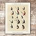 DREAM BIG PRINTABLES Vintage Fly Fishing Decor (Set of 4) - Unframed - 8x10 | Great Gift for Fisherman - Reproductions of Vintage Fishing Lure Art Prints - Rustic Decor