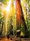 Livro Viver como sequoia: Entre a eternidade e a finitude