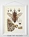 Bee Diagram - Perfect Educational Poster for Homeschool or Classroom Decor, Vintage Bee Farm Wall Arts, Great Gift for Beekeepers, 11x14 Unframed Art Print Poster