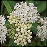 Package of 100 Seeds, White Swamp Milkweed (Asclepias incarnata) Open Pollinated Seeds by Seed Needs