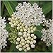 Package of 100 Seeds, White Swamp Milkweed (Asclepias incarnata) Open Pollinated Seeds by Seed Needs