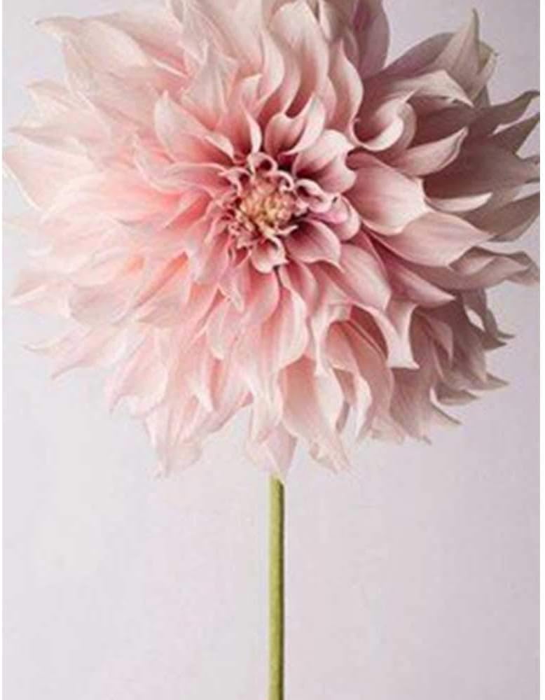 Dahlia Dinnerplate Flowering Dahlia Bulbs, (2 Bulbs),Pink Flame Flower,Blooms Plant, Flower, SeedsBulbsPlants&More