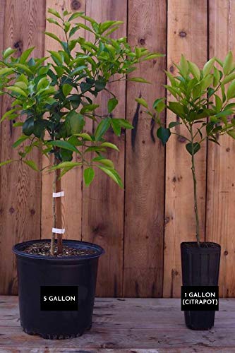 Wekiwa Tangelo Tree, Pink Citrus (Excludes: CA,TX,LA,AZ)