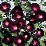 RARE KNIOLAS BLACK NIGHT MORNING GLORY 10 SEEDS