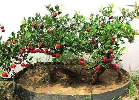 Chinesische Weissdorn 10 Samen Crataegus Pinnatifida Baum Essbare Hardy Combsh M52 Amazon De Garten