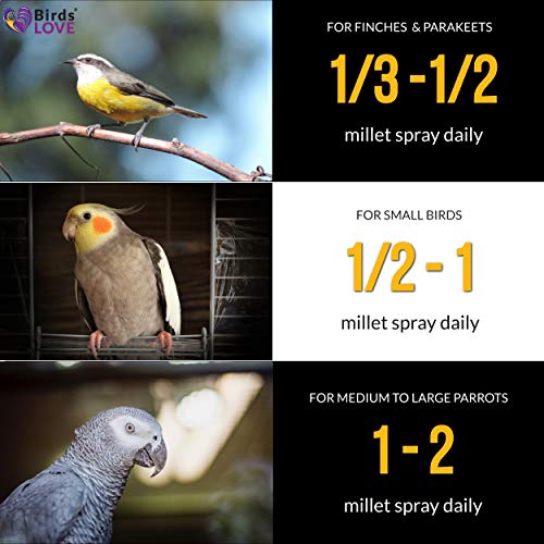 4 Birds+LOVE+Cockatiel+Lovebird+Parakeet