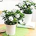 AGROBITS 2 PCS/Bag Gardenia Bonsai (Cape Jasmine) DIY Home Garden Potted Bonsai Amazing Smell Beautiful Flowers Indoor Bonsai Flower