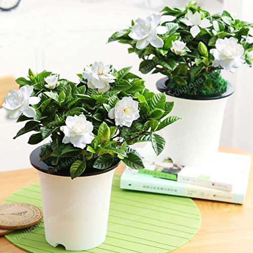 AGROBITS 2 PCS/Bag Gardenia Bonsai (Cape Jasmine) DIY Home Garden Potted Bonsai Amazing Smell Beautiful Flowers Indoor Bonsai Flower AGROBITS 2 PCS/Bag Gardenia Bonsai (Cape Jasmine) DIY Home Garden Potted Bonsai Amazing Smell Beautiful Flowers Indoor Bonsai Flower