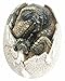 Ebros Gift Jurassic Era Predator Tyrannosaurus Rex In Egg Dinosaur Figurine Dino Hatchling Egg Crackling Baby Collectible Sculpture Of Prehistoric Giant Animals Ice Age Land Before Time Fossil Replica