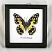 Thai Productz 9 x Framed Wall Decor Real Beautiful Butterfly Display Insect Taxidermy 5