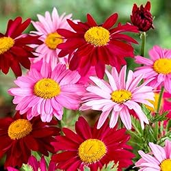 Outsidepride 10000 Seeds Perennial Chrysanthemum