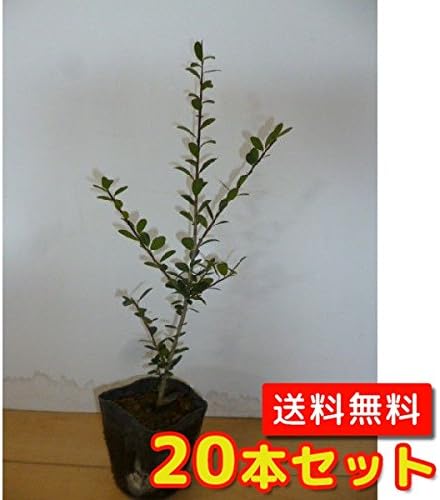 イヌツゲ 樹高0 3m前後 10 5cmポット いぬつげ 犬黄楊 柘植 販売 苗 植木