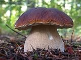 Seeds Porcini Mushroom King Bolete Mycelium Spawn Dried Spores Kit for Planting
