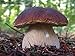 Seeds Porcini Mushroom King Bolete Mycelium Spawn Dried Spores Kit for Planting