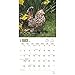 2017 Monthly Wall Calendar - Chickens