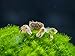 Aquatic Arts 2 Live Freshwater Pom Pom Crabs | Real Living Nano Aquarium Fish Tank Pet | Betta/Danio / Rasbora / Guppy Compatiblethumb 1