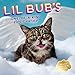 Lil Bub 2016 Wall Calendar by Lil Bub Lil Bub (2015-08-11) by 