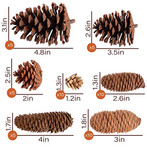 JOHOUSE 50PCS Natural Pinecone Ornaments, Pine Cones Bulk Natural Pinecones Assortment for Fall Winter Christmas Bowl Fillers
