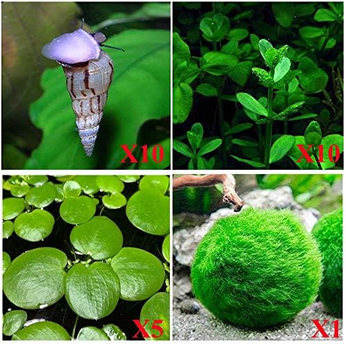 Aquatic Discounts - 10 Malaysian Trumpet Snails,1/4-3/4 inch PLUS 3 kinds of Live Aquarium plants! Bacopa (background), Moss Ball (bottom), Dw ar f Water Let t u ce (surface)! Perfect for Betta bowls!
