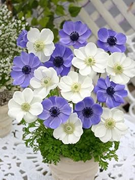 Amazon Co Jp アネモネ デカン ブルー ホワイト 14球入 ホーム キッチン Amazon Co Jp アネモネ デカン ブルー ホワイト 14球入 ホーム キッチン