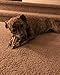 100% Natural Premium Himalayan Yak Milk Dog Chews - Long-Lasting, Digestible - Odor & Stain-Free - Gluten & GMO-Free - for Medium to Large Dogs