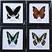 REAL MIXS 4 BUTTERFLIES DISPLAY INSECT TAXIDERMY IN FRAMED FOR COLLECTIBLES
