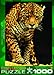 EuroGraphics Leopard Puzzle (1000-Piece)