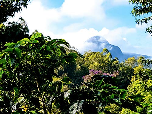 Grüner Kaffee Bio Gemahlen | Single-State Camocim Farm, Brasilien | 100% Arabica Rohkaffee Fein Gemahlen | BIO Demeter… – Bild 5