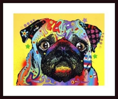Pug, framed black wood, white matte