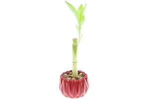 NW WHOLESALER 4" Live Lucky Bamboo Single Stalk with Round Red Planter - Indoor House Plant for Good Luck, Fortune, Feng Shui and Zen Gardens - Gift Favors