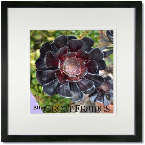 SET of 2 - 10x10 Square Black Wood Picture Frame and Clear Glass with White/White Double Mat for 7x7.