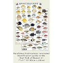Hawaii Reef Fish 1 Identification Guide (Laminated Single Sheet Field