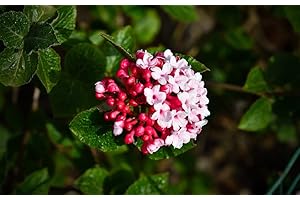 Greenwood Nursery: Live Shrub Plants - Korean-Spice + Viburnum Carlesii - [Qty: 1x Pint Pot] - (Click for Other Available Plants/Quantities)