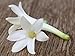 Piping Rock Tuberose Fragrance Oil 15 mL/0.51 fl. oz. Dropper Bottle