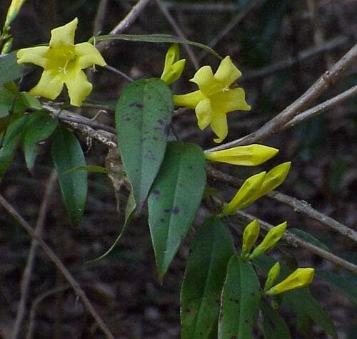 発芽seeds カロライナジャスミン カロライナジャスミン 30個の種子 B07l1k2l36 350円 全品最安値に挑戦 70 Offアウトレット 新作 人気の定番 ランキング総合1位
