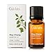 Gya Labs May Chang Essential Oil for Skin - 0.34 Fl Oz - 100% Pure Natural May Chang Oils for Diffusers, Hair, Aromatherapy, Candle Making - Herbaceous & Citrusy Scent
