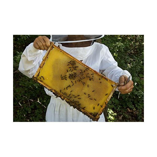 Imkern leicht gemacht! Das ganze Wissen über die natürliche Bienenhaltung . Mit vielen Bauanleitungen für Magazinbeuten… – Bild 5