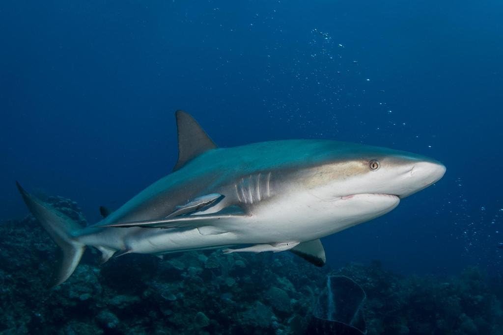 Gray Reef Shark Underwater Photo Art Print Cool Huge Large Giant Poster Art 54x36