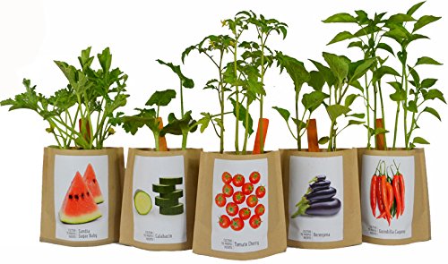 Kit de cultivo Huerto Urbano BERENJENA: Amazon.es: Jardín
