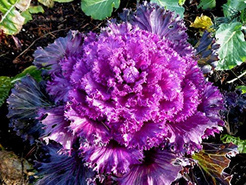 Japanese Ornamental Cabbage Osaka Seeds Mix Flowering Kale Around 40-50 Seeds - Thumbnail 4