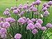 Heirloom 1000 Seeds Allium Schoenoprasum Wild Onion Garlic Chives Vegetable Flower Fresh Bulk Seeds A059